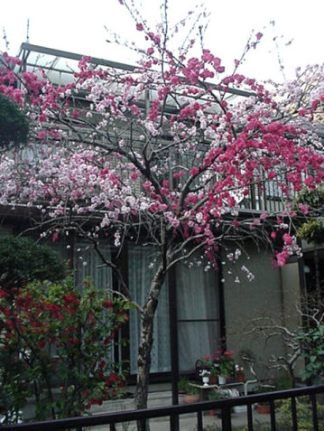 Momo Peach Blossom, April Japan