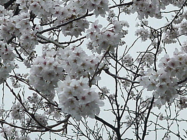 Click for Larger Photo - Sakura, Japan, March