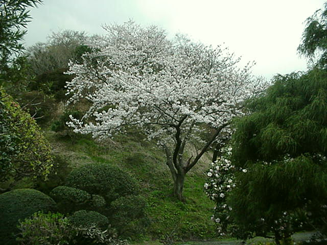 Click for Larger Photo - Sakura, Japan, March