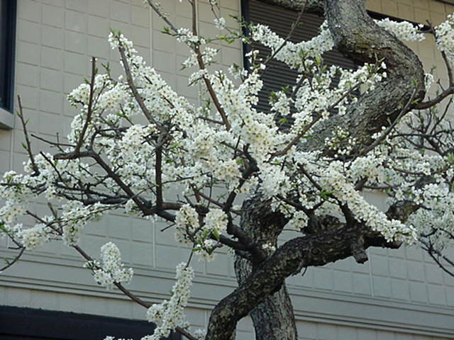 Click for Larger Photo - Sakura, Japan, March