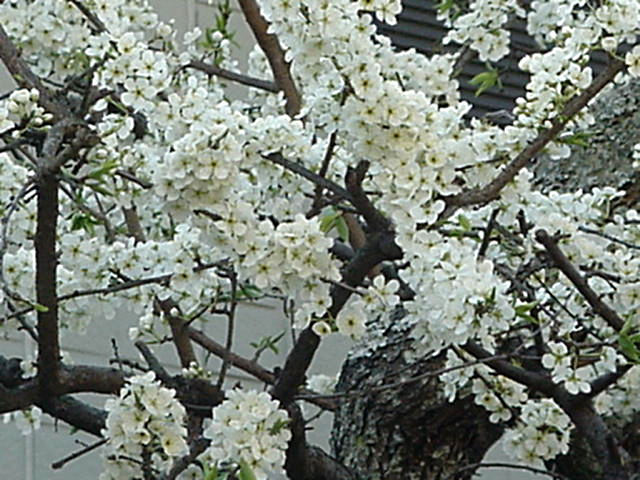 Click for Larger Photo, Wild Sakura, Japan, March