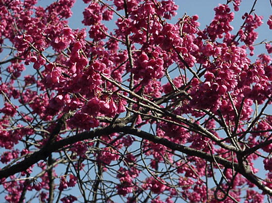 Momo Peach Blossom, April Japan