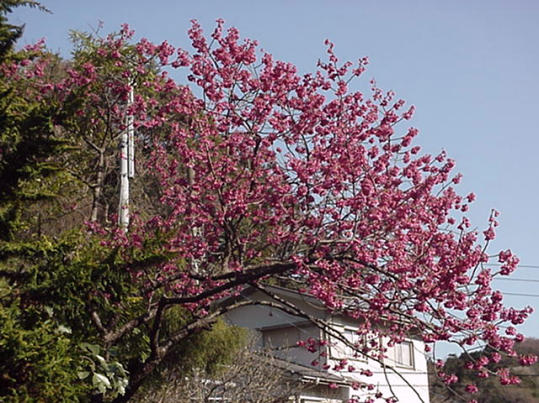 Momo Peach Blossom, April Japan