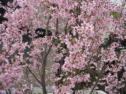 Unknown Tree, March Japan