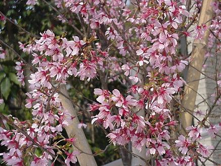 Unknown Tree, March Japan