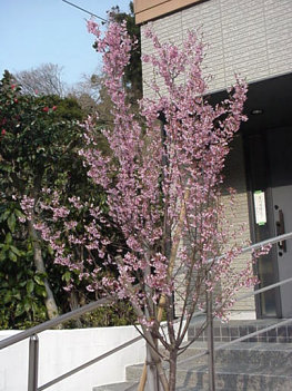 Unknown Tree, March Japan