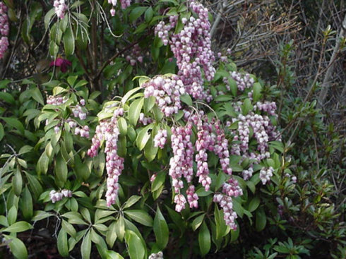 Unknown, Purple, March Japan