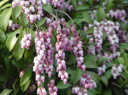 Unknown, Purple, March Japan