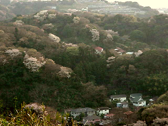 Click for Larger Photo - Sakura, Japan, March