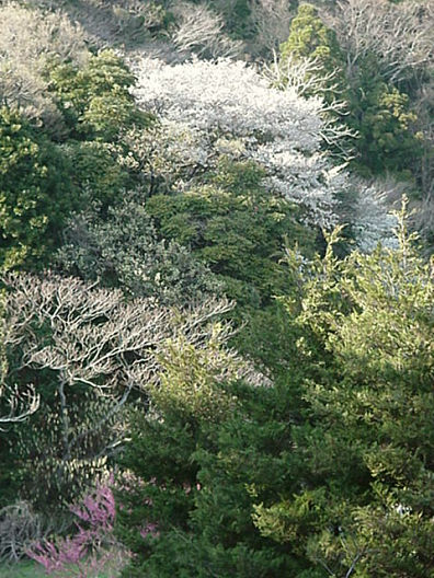 Wild Sakura, Japan, March