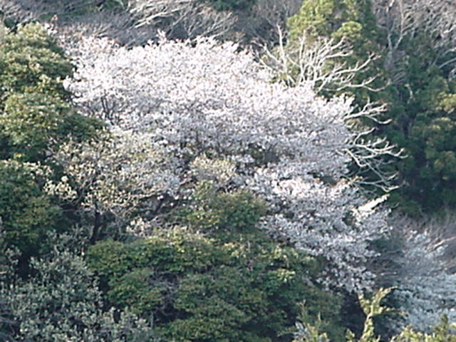 Click for Larger Photo, Wild Sakura, Japan, March