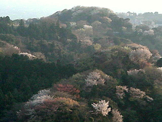 Click for Larger Photo - Sakura, Japan, March