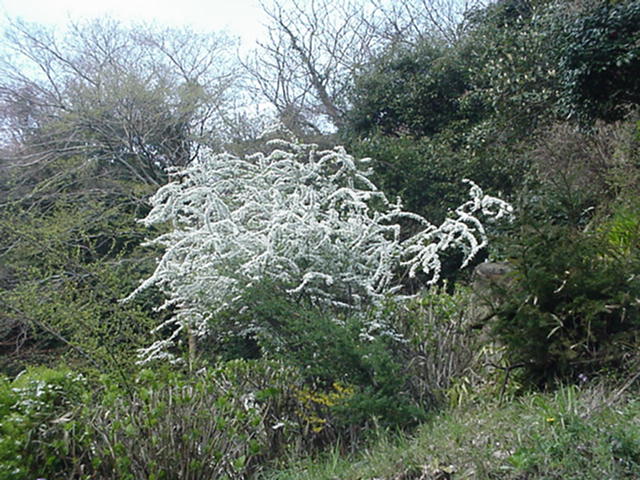 Wild Yuki Yanagi - Snow Willow, Japan March