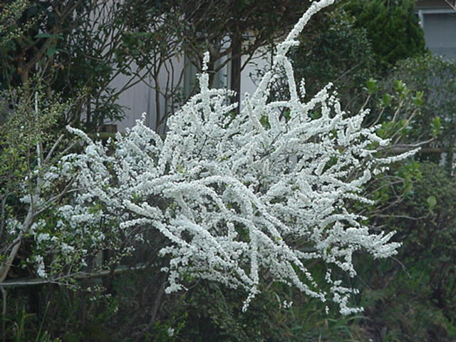 Click for Larger Photo - Yuki Yanagi - Snow Willow, Japan March