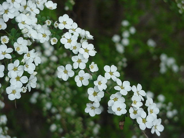 Click for Larger Photo - Yuki Yanagi - Snow Willow, Japan March