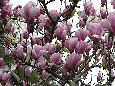 Magnolia Blooming, March, Japan -- Mokuren